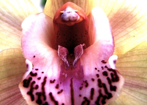 orchidée.JPG